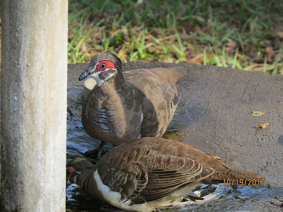 Partridge Pigeon (Geophaps smithii)