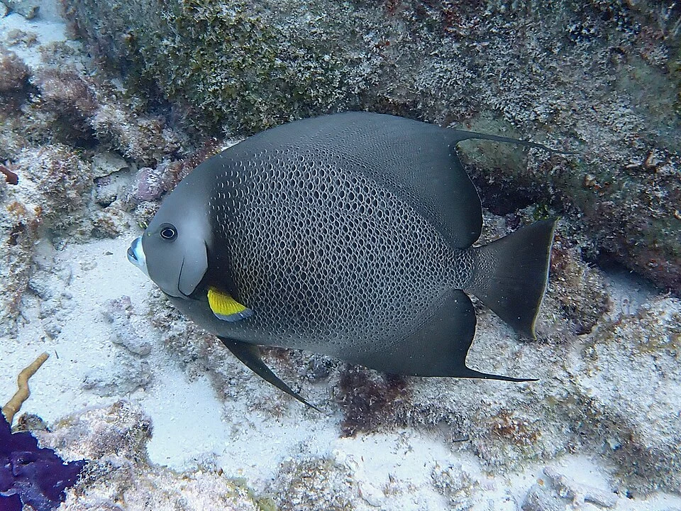 Grey Angelfish (Pomacanthus arcuatus) in Looe Key, Florida