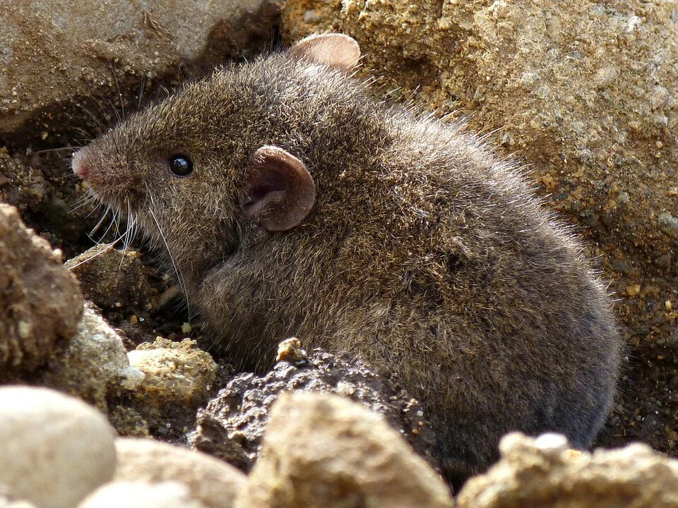 Abrothrix sanborni in Chonchi, Los Lagos Region, Chile
