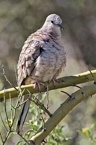 Inca Dove (Columbina inca) — in Lost Dutchman State Park, Arizona.