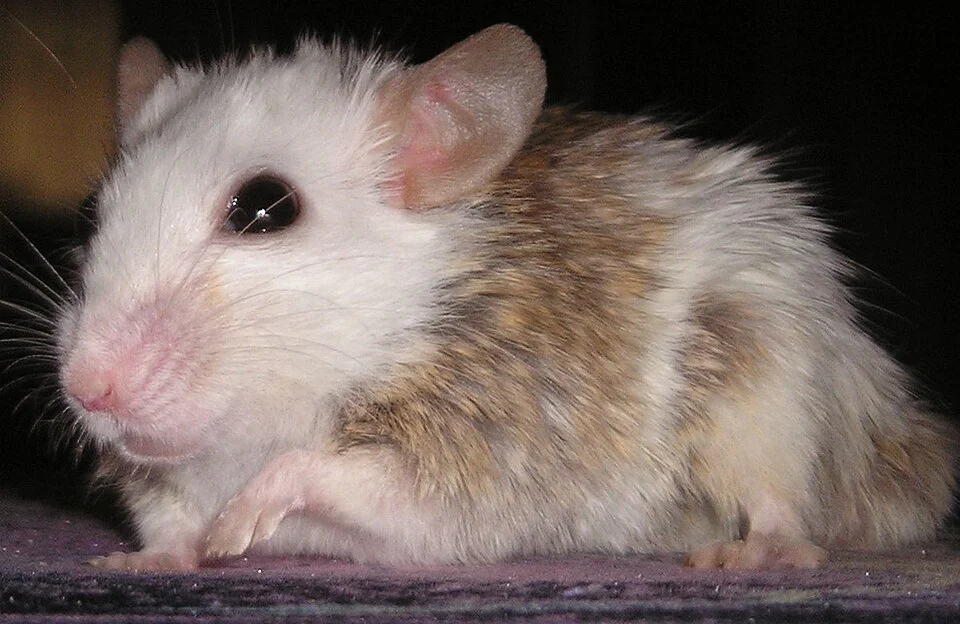 Multimammate Mouse (Mastomys coucha)