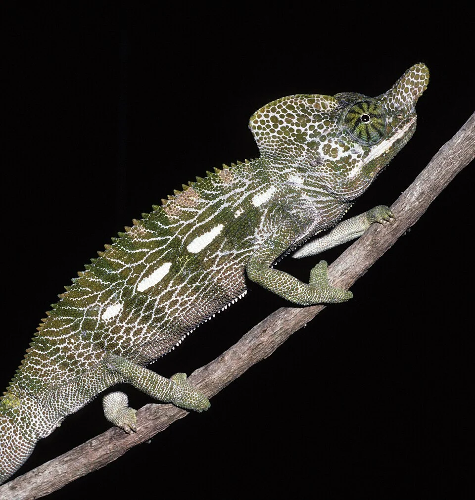 A photograph of Furcifer labordi.Labord's Chameleon from Madagascar
Adult male Labord's chameleon (Furcifer labordi) from southwestern Madagascar. They are a species of tetrapod (four-limbed vertebrates). F. labordi have the shortest lifespan ever recorded for a four-legged vertebrate animal--just 4-5 months, post-hatch--and spend more of their short life inside the egg than outside. No other tetrapods are known to have this short a life span. These findings suggest that the rapid death of chameleons in captivity may, for some species, actually represent the natural adult life span.
Labord's c