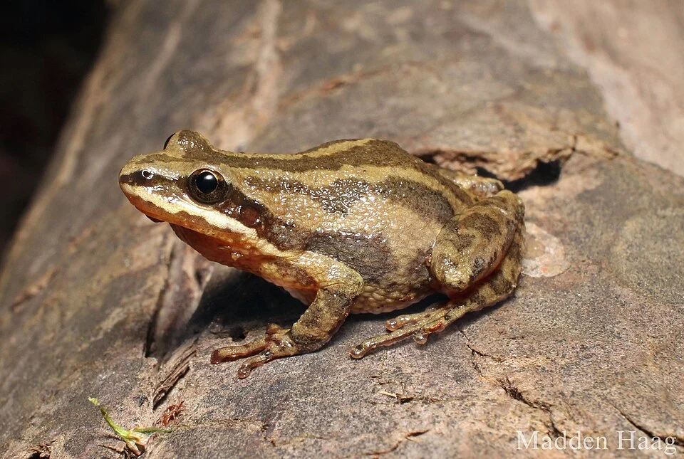 This frog was found on the edge of a vernal pool.