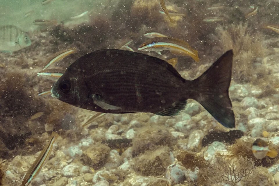 Black seabream (Spondyliosoma cantharus), Arrábida Natural Park, Portugal