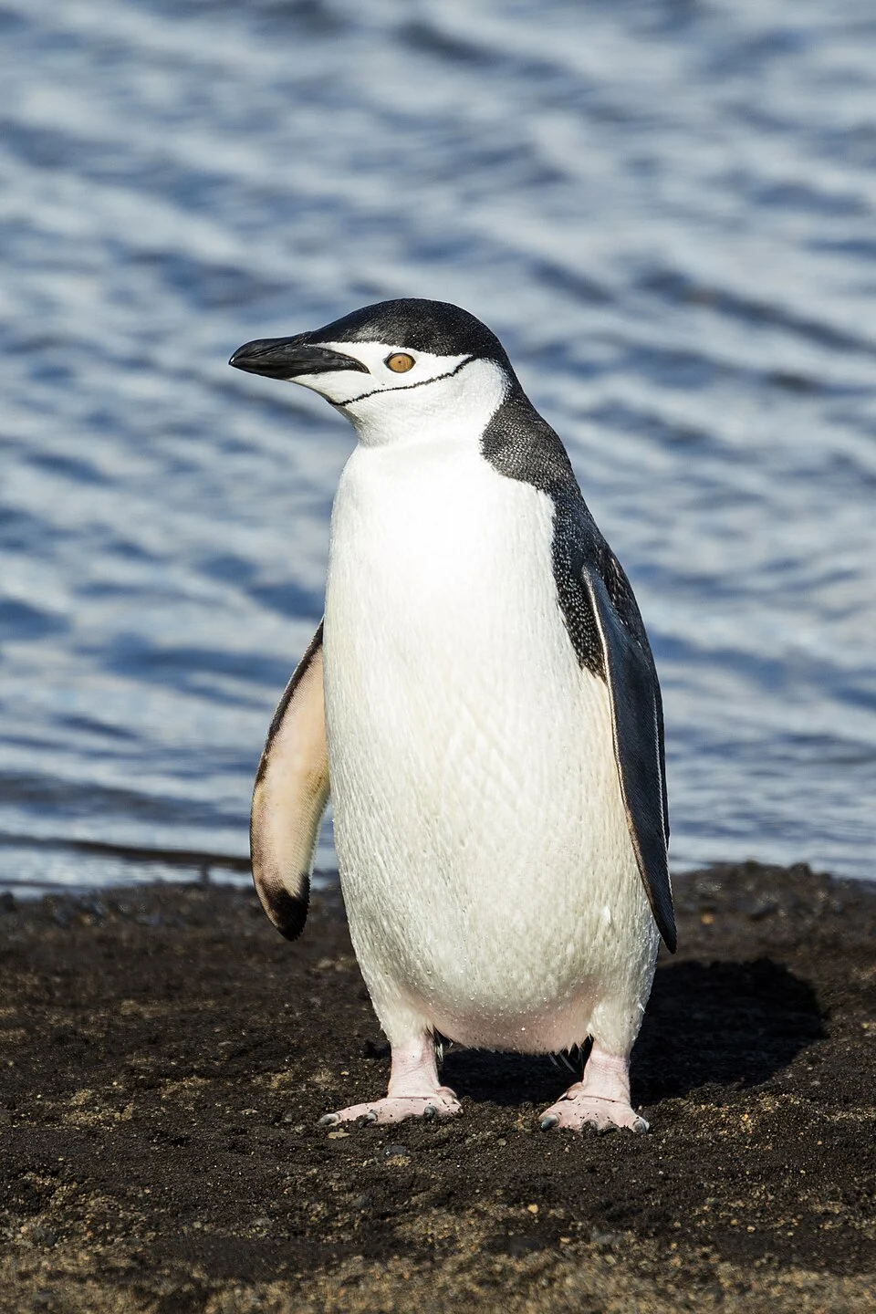 Chinstrap penguin (Pygoscelis antarctica), Deception Island, South Shetland Islands