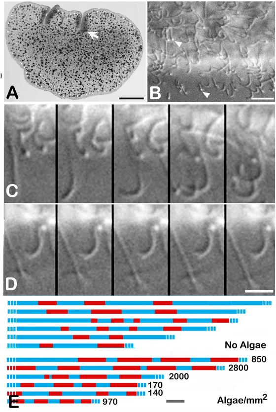 Trichoplax adhaerens Grell-strain whole animal and ciliary microscopy with movement timelines, Smith, Pivovarova and Reese 2015 figure1