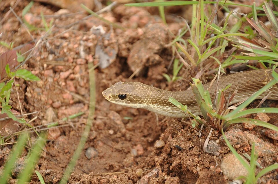 Photo of a blonde hognose Leioheterodon modestus in the wild taken by Josip Skejo.