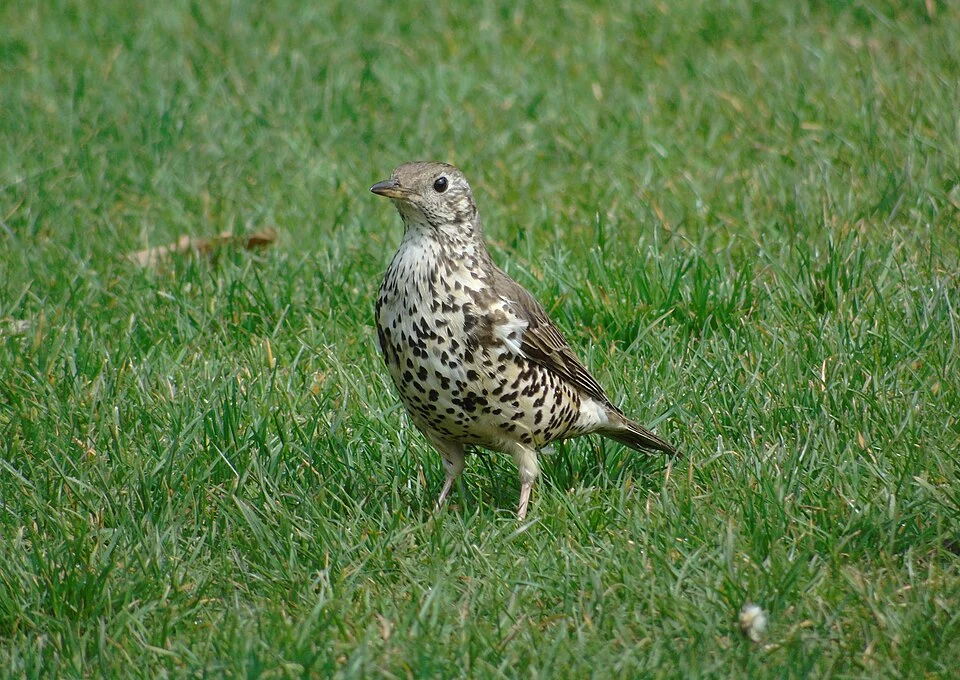 Turdus viscivorus (Mistle thrush), in Cardiff (Wales, United Kingdom).