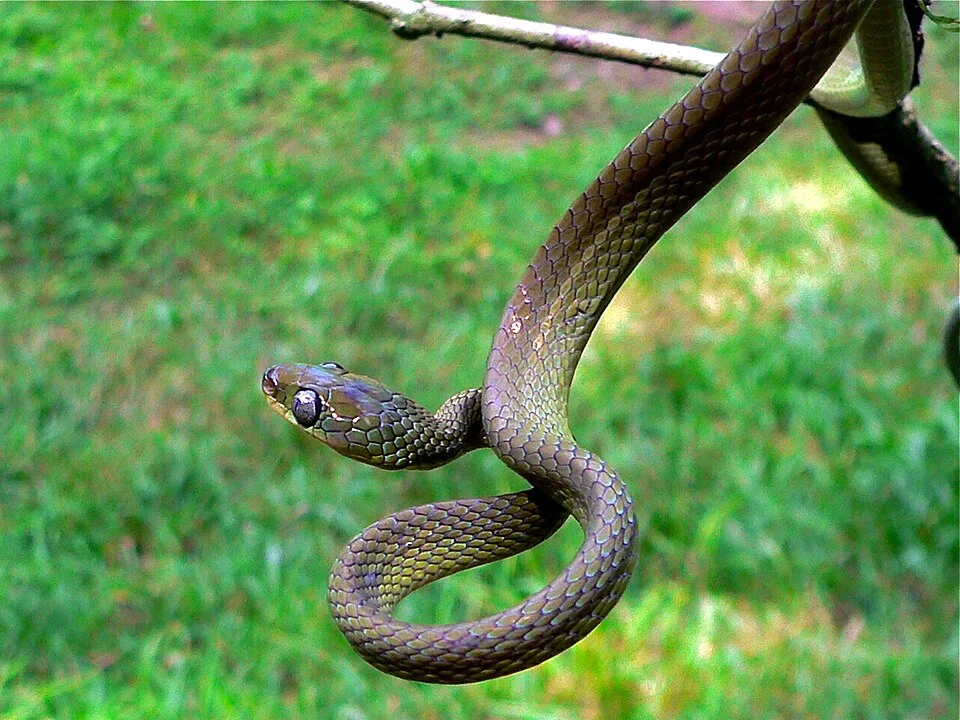 Korup NP, CAMEROON