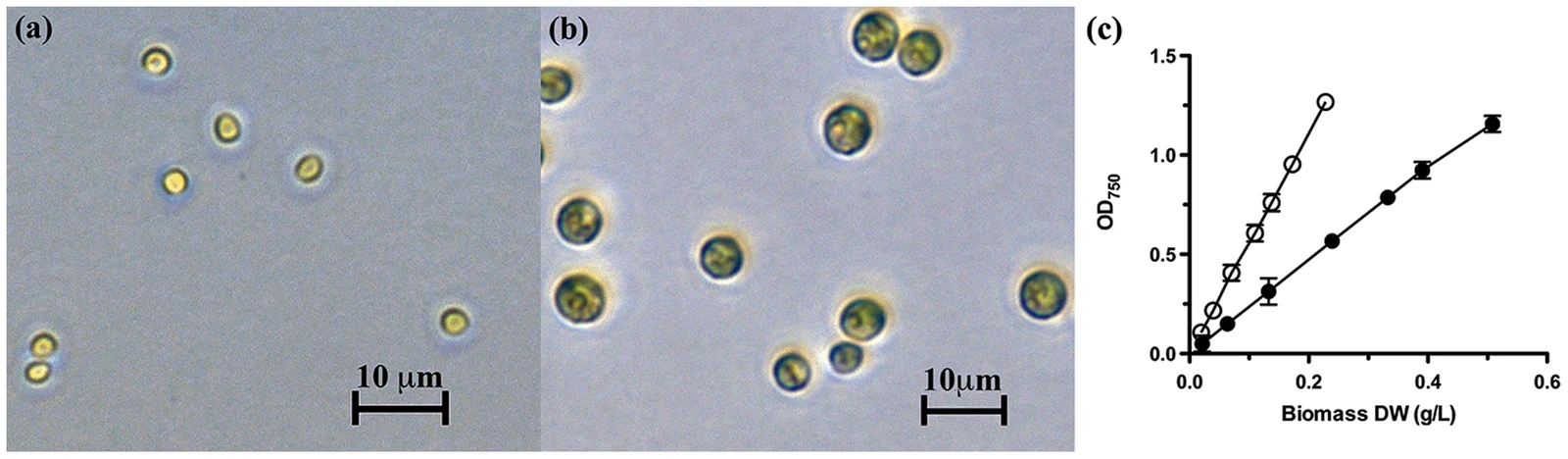 Chlorella vulgaris CCAP 211/11B cell micrographs under two culture conditions, with 10 micrometer scale bars and an optical-density versus biomass graph