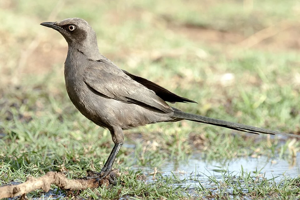 Ashy starling in the Serengeti National Park