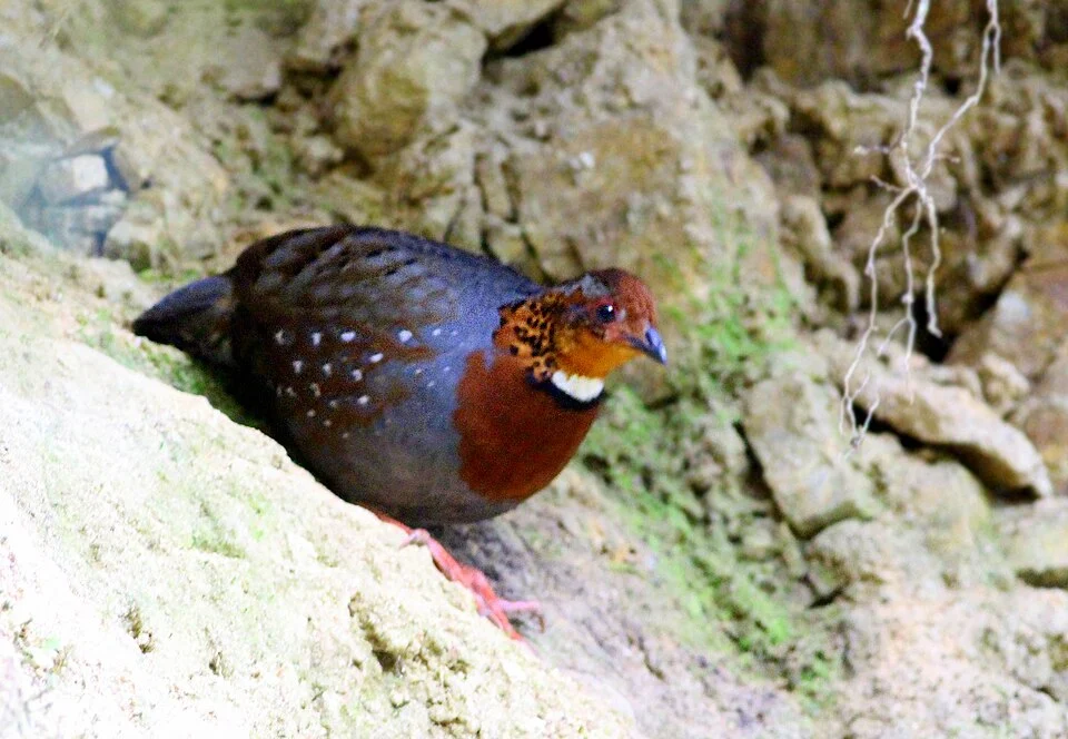 We were lucky to witness this rare beauty in the forest of Lava, West Bengal.