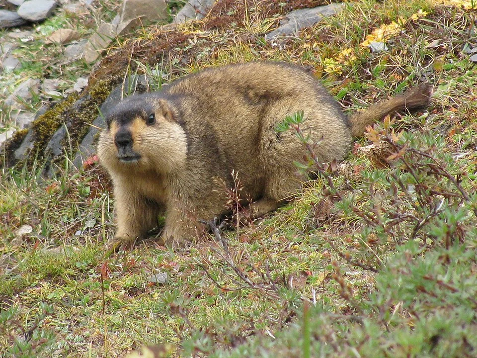 Himalayan Marmot - (Marmota himalayana) - photographed at Tshophu Lake altitude 4100 metres near Jangothang, Bhutan.
