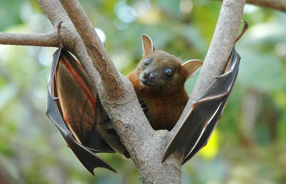 Greater short-nosed fruit bat - photographed in Batticaloa, Sri Lanka in daylight while it was moving branch to branch.