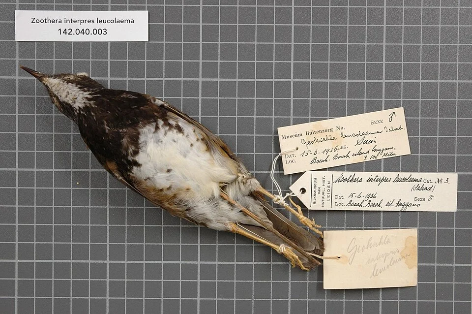 Zoothera interpres leucolaema (Salvadori, 1892)