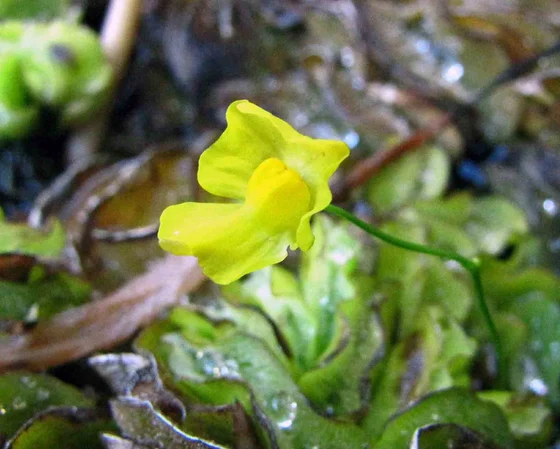 Yellow Utricularia gibba flower photographed by 阿橋 HQ Flower Guide at the Tropical Dream Centre in Okinawa in 2013