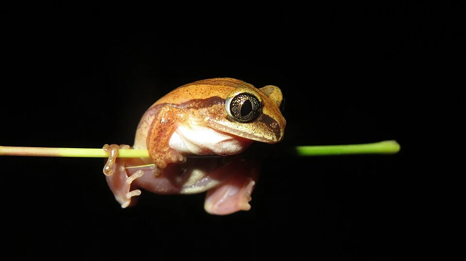 Leptopelis argenteus - Silvery Tree Frog near Dar es Salaam, Tanzania. Photo by John Lyakurwa. Original iNaturalist observation here: https://www.inaturalist.org/observations/42396709