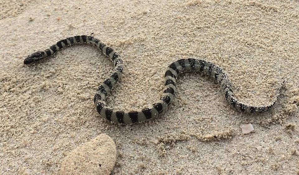 Photo of Persian Gulf Sea Snake uploaded from iNaturalist.