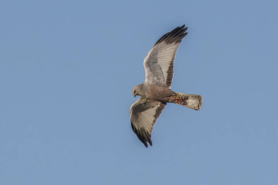 Cinereous harrier (Circus cinereus) male, Leona Amarga, Torres del Paine, Chile