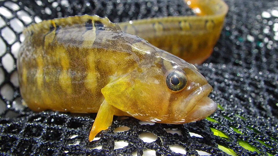 Crescent gunnel (Pholis laeta) collected in a beach seine by USGS Western Fisheries Research Center scientists while conducting a survey for juvenile surf smelt on Bainbridge Island, Washington, USA.