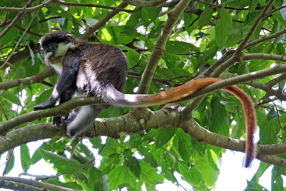 Red-tailed monkey (Cercopithecus ascanius), Semliki Wildlife Reserve, Uganda