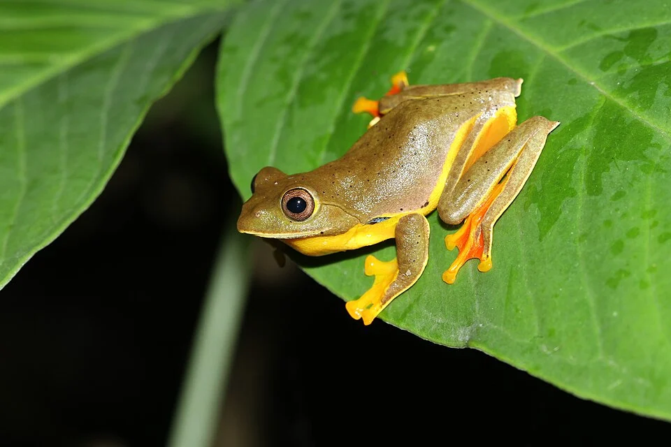 Rhacophorus bipunctatus an endemic frog from the Khasi Hills in India