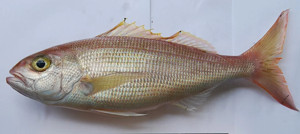 Pristipomoides filamentosus. Collected off Nouméa, New Caledonia, deep-sea off the Barrier Reef.