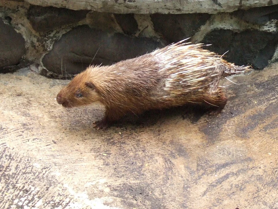 Sunda Porcupine (Hystrix javanica), Ragunan Zoo, Jakarta, Indonesia.