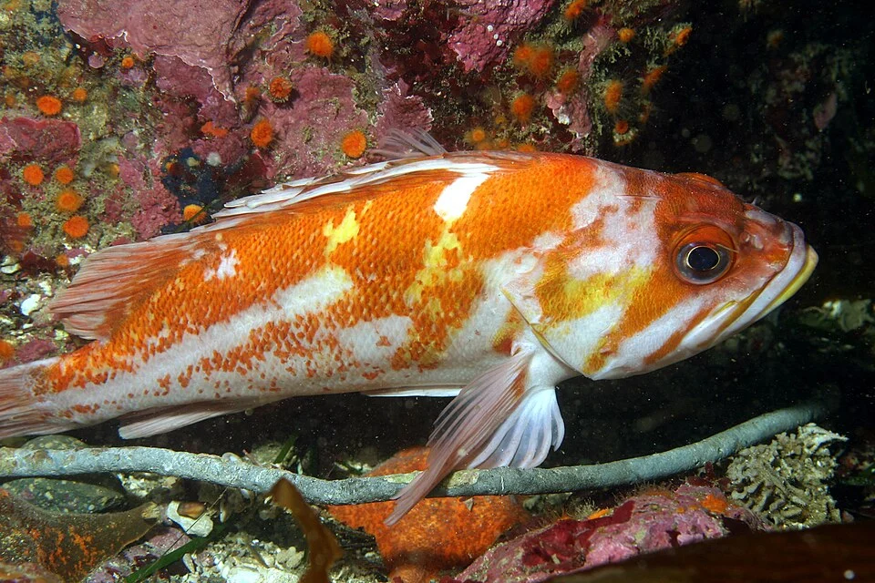 Copper rockfish (Sebastes caurinus)