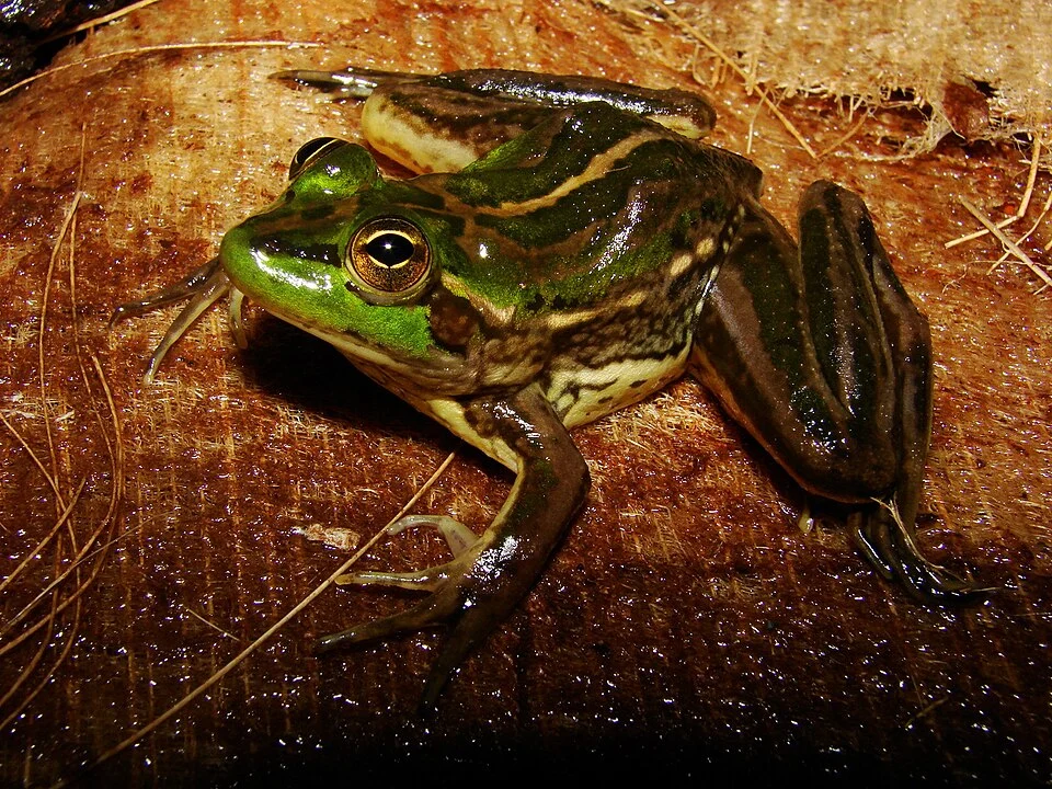 Tocantins Swimming Frog (Pseudis tocantins). Species of amphibian.