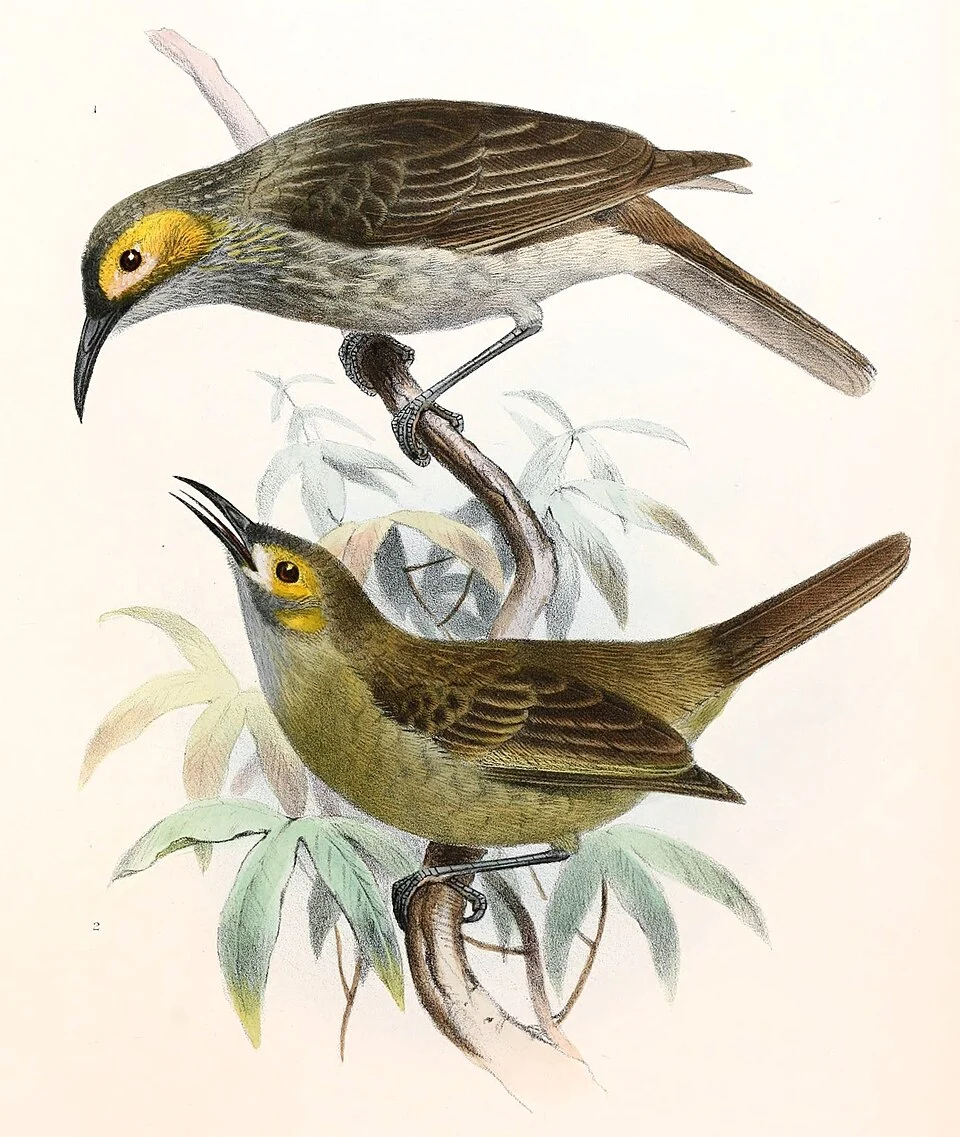 « Ptilotis provocator » = Xanthotis provocator (Kadavu Honeyeater)