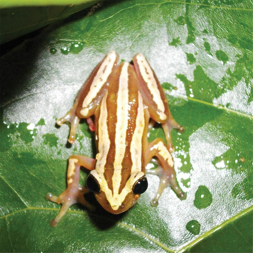 Figure 3; Afrixalus fulvovittatus fulvovittatus from the Tanoé-Ehy Swamp forests.
