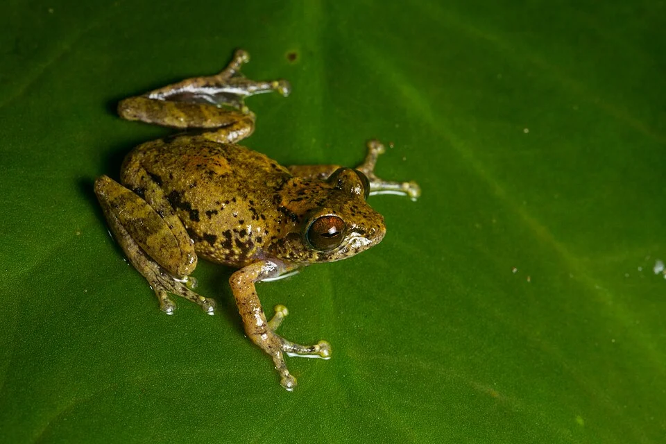 sushil's bush frog