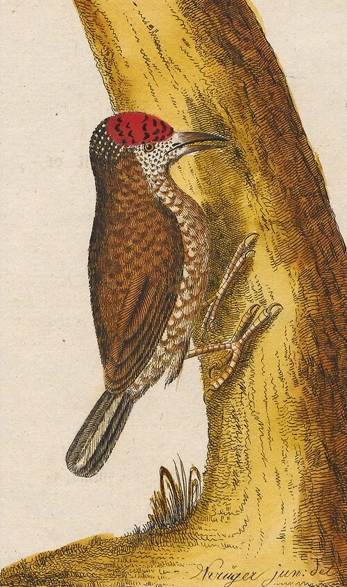 Picumnus minutissimus