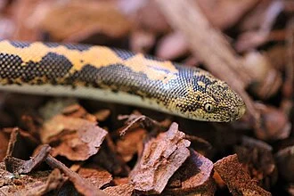 Eryx colubrinus (Kenyan Sand Boa) close up by the Reptilarium