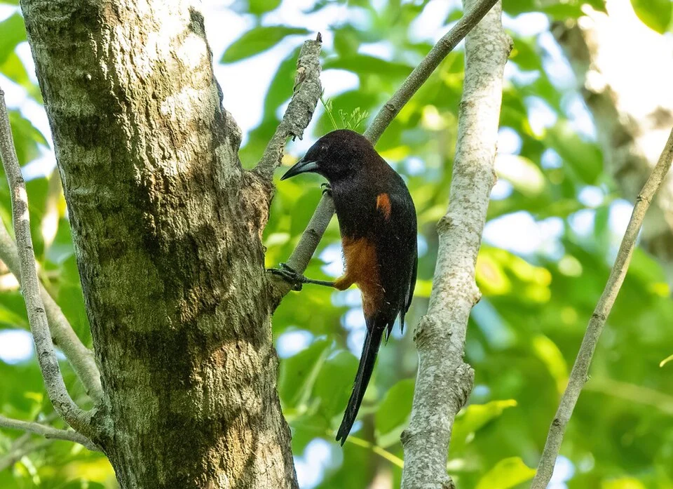 Martinique Oriole (Icterus bonana) in Martinique