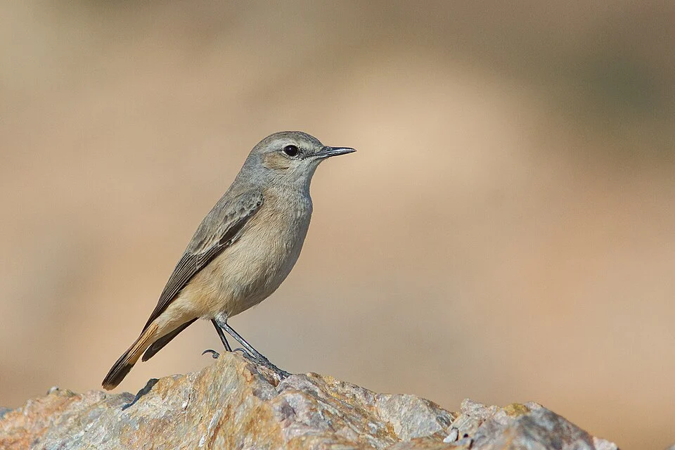 Red-tailed or Persian Wheatear from Tal Chhapar