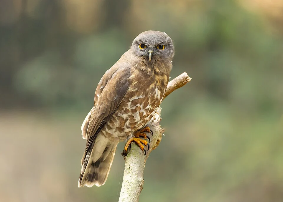 Brown Hawk-Owl (Ninox scutulata, Strigidae, Strigiformes) in Purbasthali, West Bengal, India.