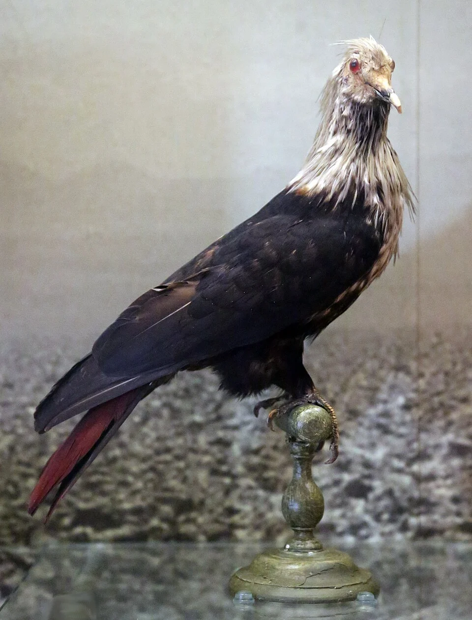 Photo of a stuffed Mauritius Blue Pigeon in the national museum of scotland