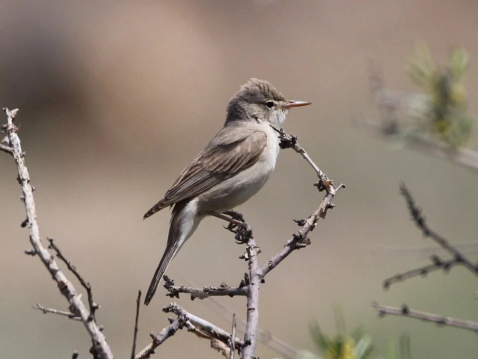 Upcher's Warbler (Hippolais languida)
