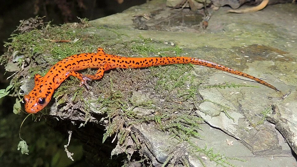 Photograph of a Cave Salamander (Eurycea lucifuga) taken in a streamside environment in Eastern Kentucky. Cropped with GIMP 2.8.