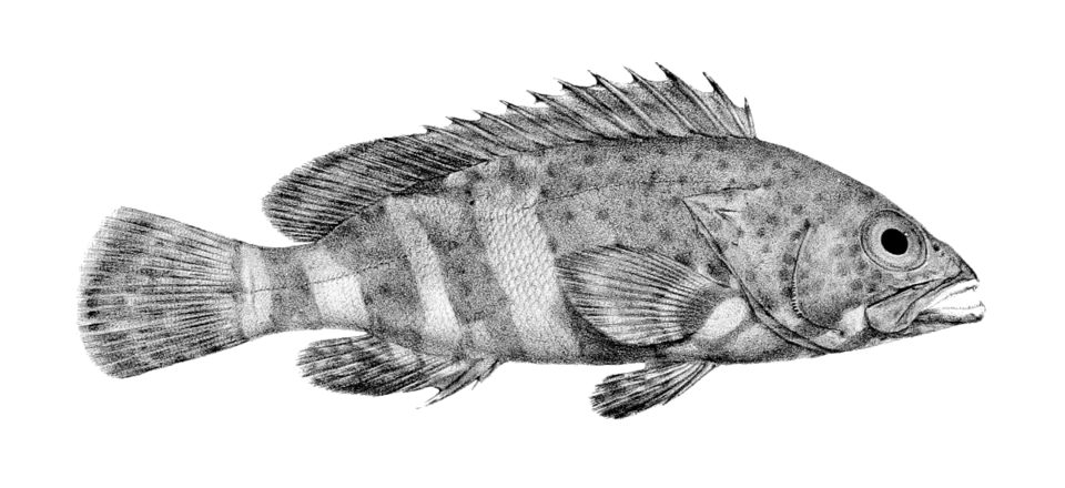 Epinephelus stoliczkae (=Serranus stoliczkae).