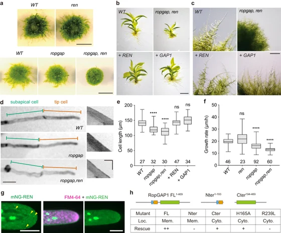 Physcomitrium patens wild-type and engineered moss colonies, gametophores and cells with growth measurements, Ruan and colleagues 2023 figure 4