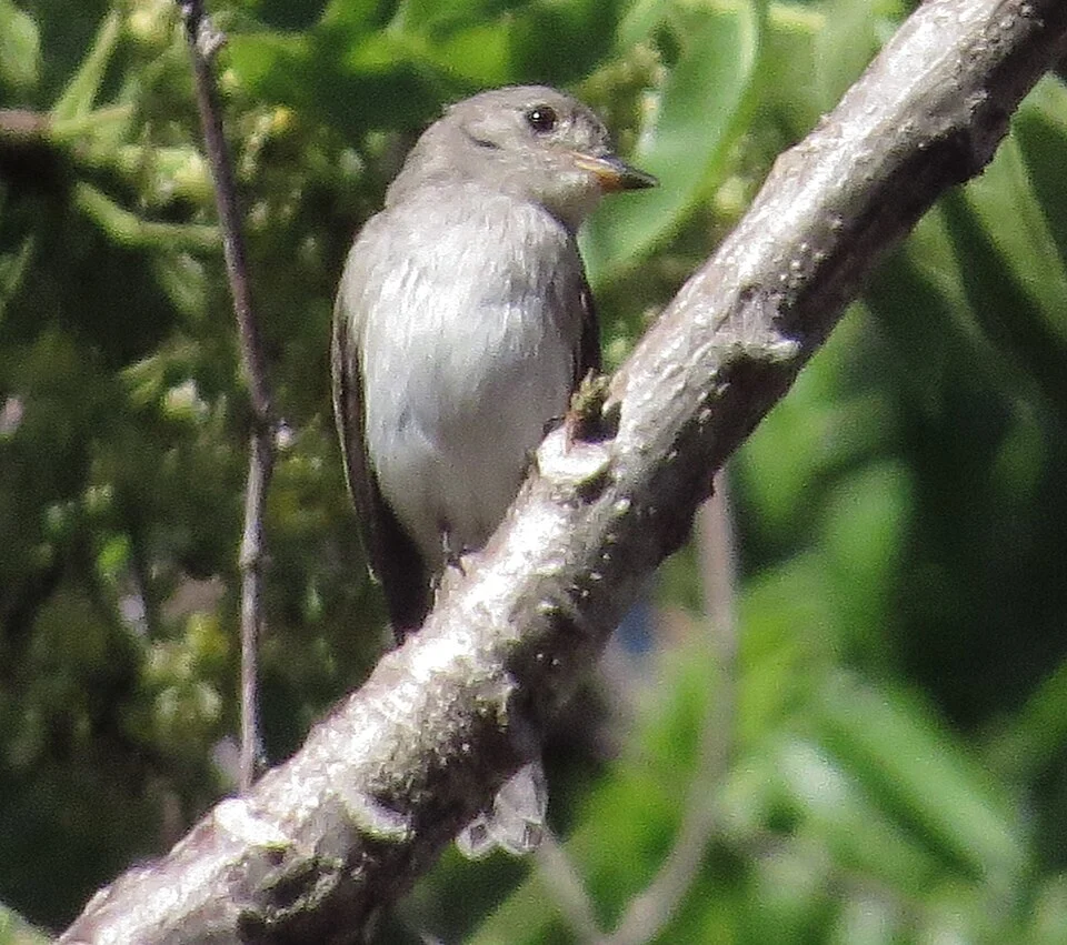 Photo of Sumba Brown Flycatcher uploaded from iNaturalist.