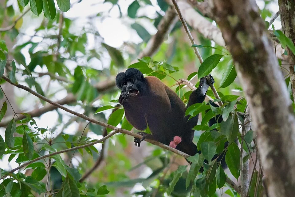 Red-backed bearded saki (Chiropotes sagulatus or C. chiropotes) in Guyana.