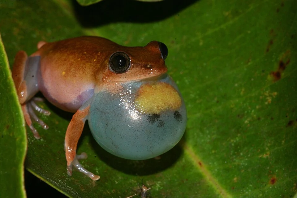 Fantastic Reed Frog (Hyperolius phantasticus)