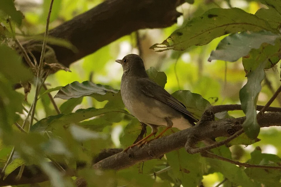Tickell's Thrush Turdus unicolor male at Nawabganj Bird Sanctuary, Uttar Pradesh, India
