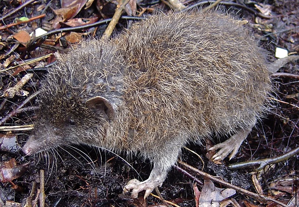 Podogymnura intermedia