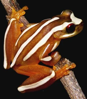 Espécime não identificado de Dendropsophus nekronates