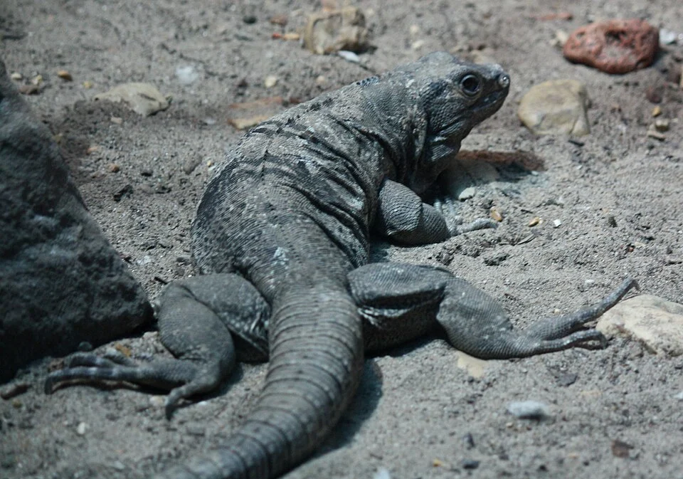 Spiny Tailed Iguana "Ctenosaura hemilopha" at Nashville Zoo